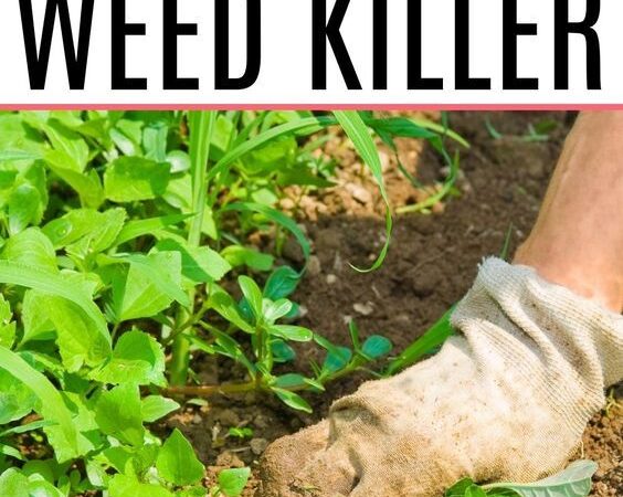 Cheap & Easy DIY Weed Killer