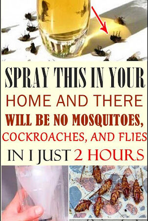 Spray This in the Home and After 2 Hours No More Bugs, Mosquitoes, Cockroaches, Flies…